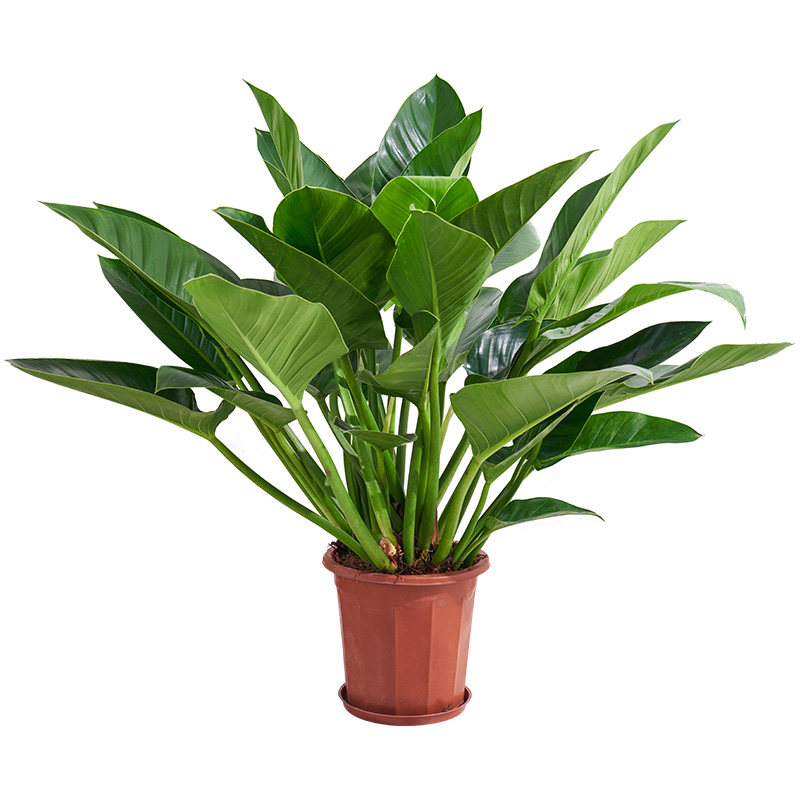 绿钻盆栽金钻绿宝石盆景花卉植物室内绿植大型绿植