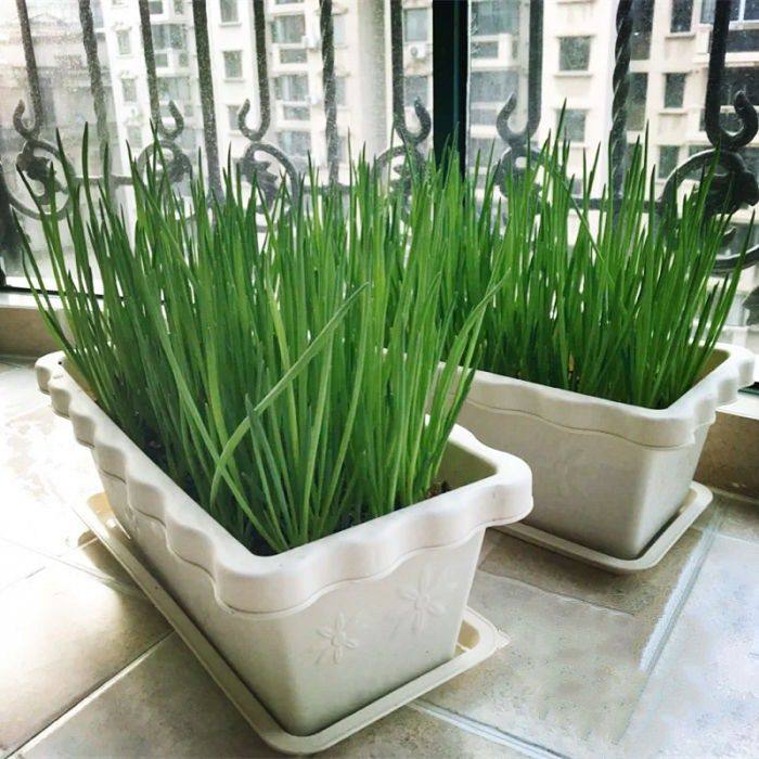 四季香葱种子阳台室内花卉盆栽小葱家庭园艺种子