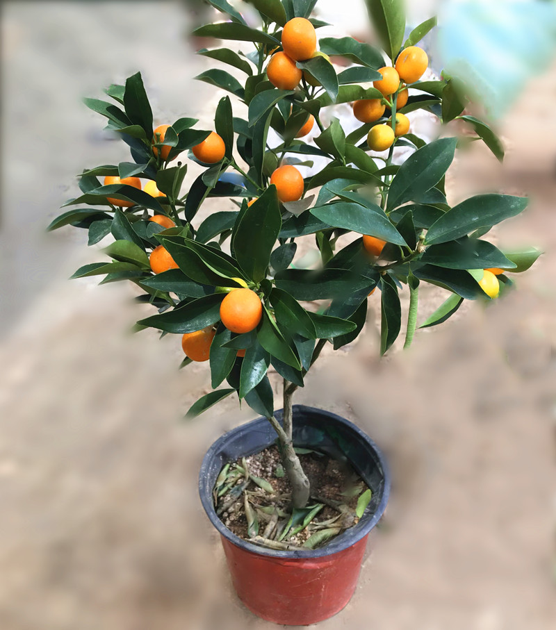 金桔盆景桔子食用外地室内外室内常青盆栽橘子果树