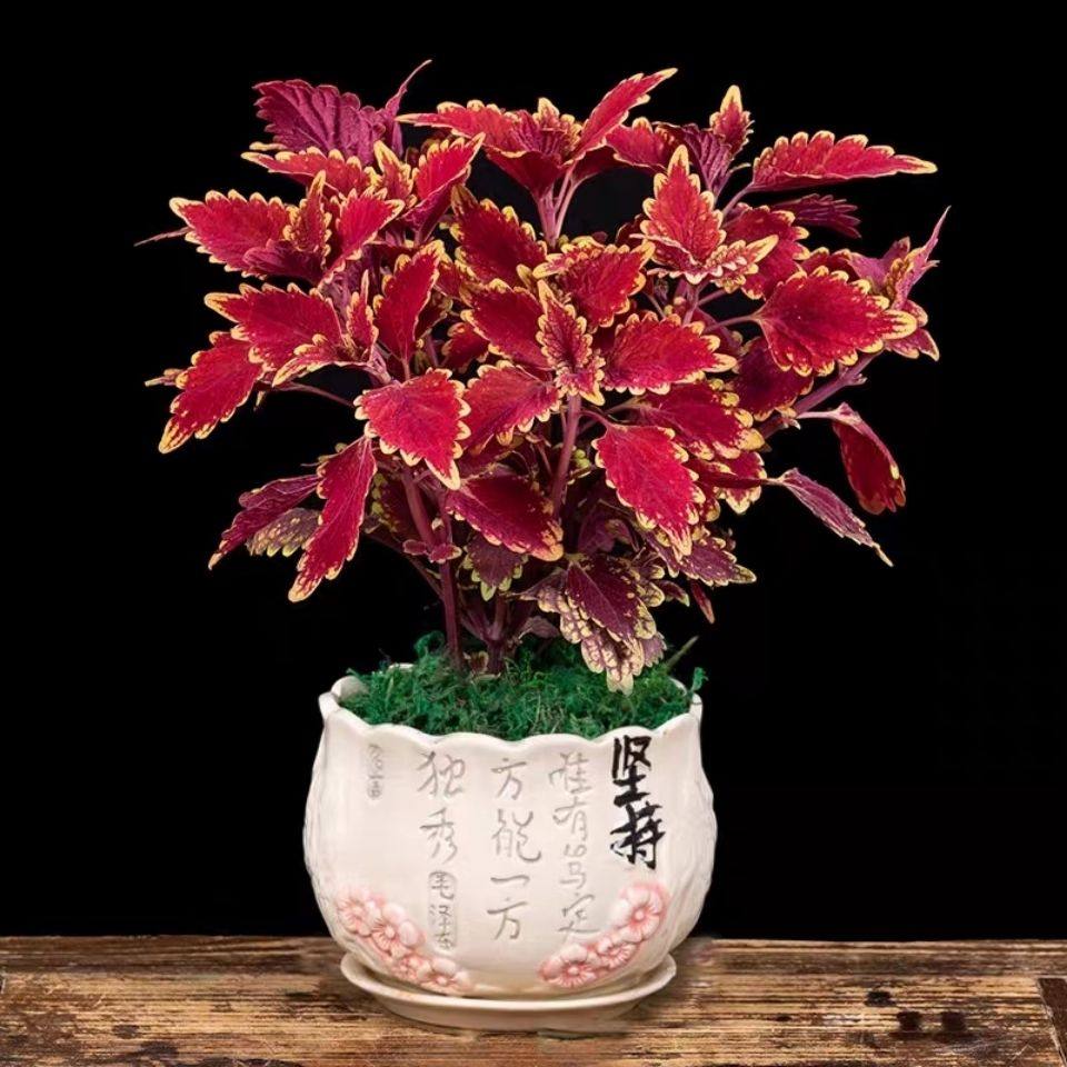 叶草盆栽花卉五彩苏观叶植物室内阳台庭院清心花卉