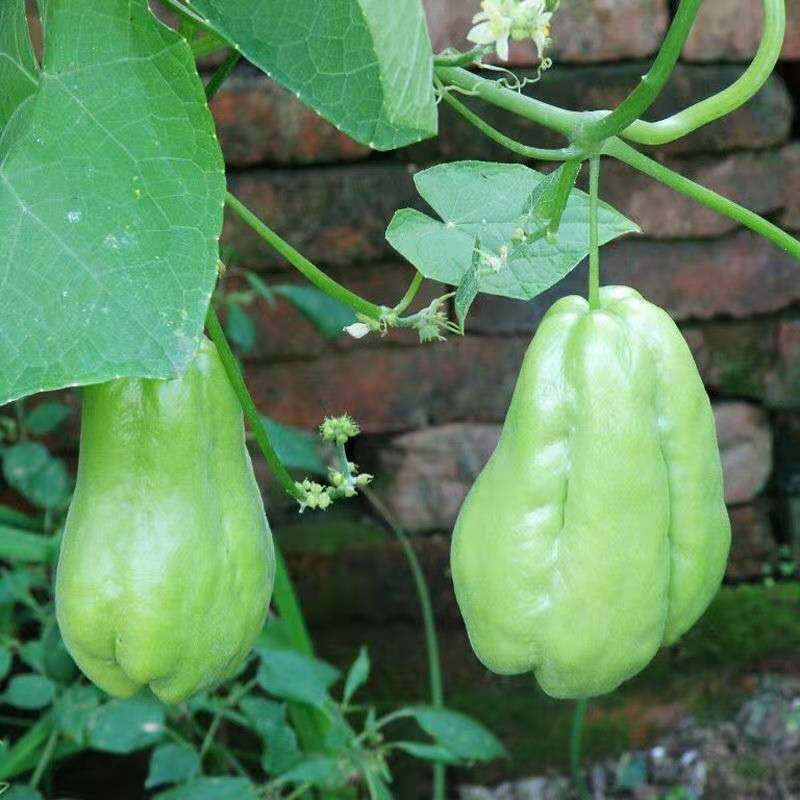 贵州特产新鲜农家扶手蓬瓜佛手窝洋瓜种当季佛手瓜