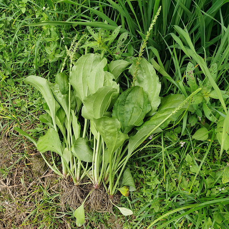 车前草野生新鲜500g中药材整根泡水中草药益目养生其他药食同源食品