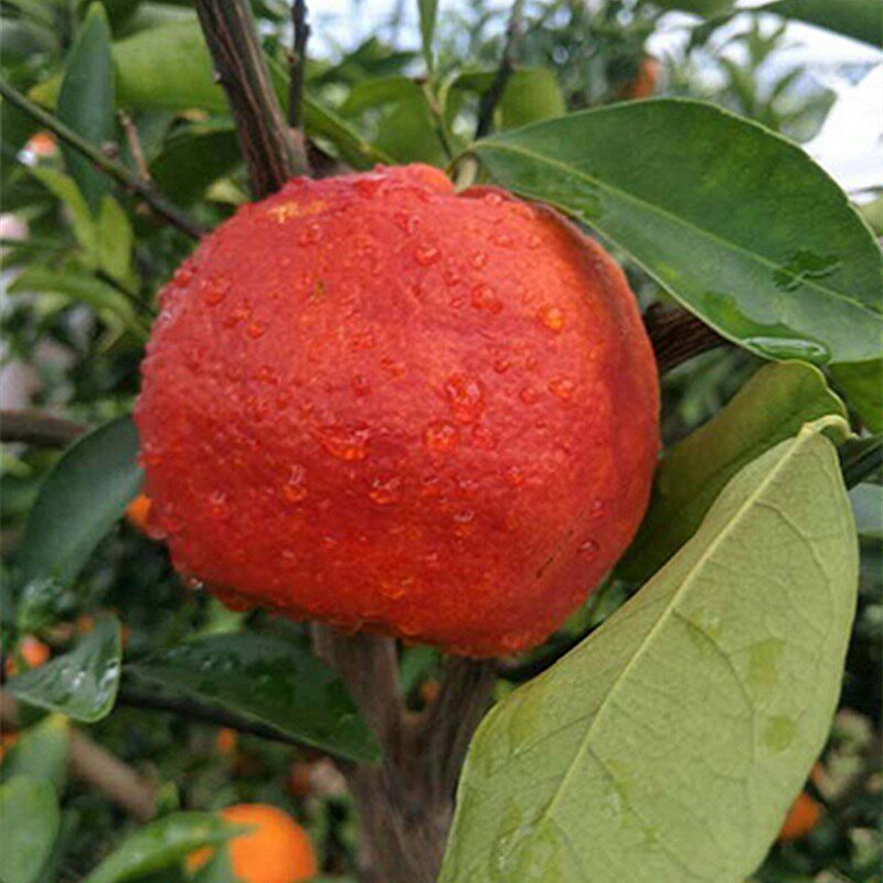 椪柑树苗柑橘红肉媛红新品种浙江产地发货果树