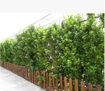 四季常青耐寒篱笆围墙植物大叶北海道法国冬青绿植