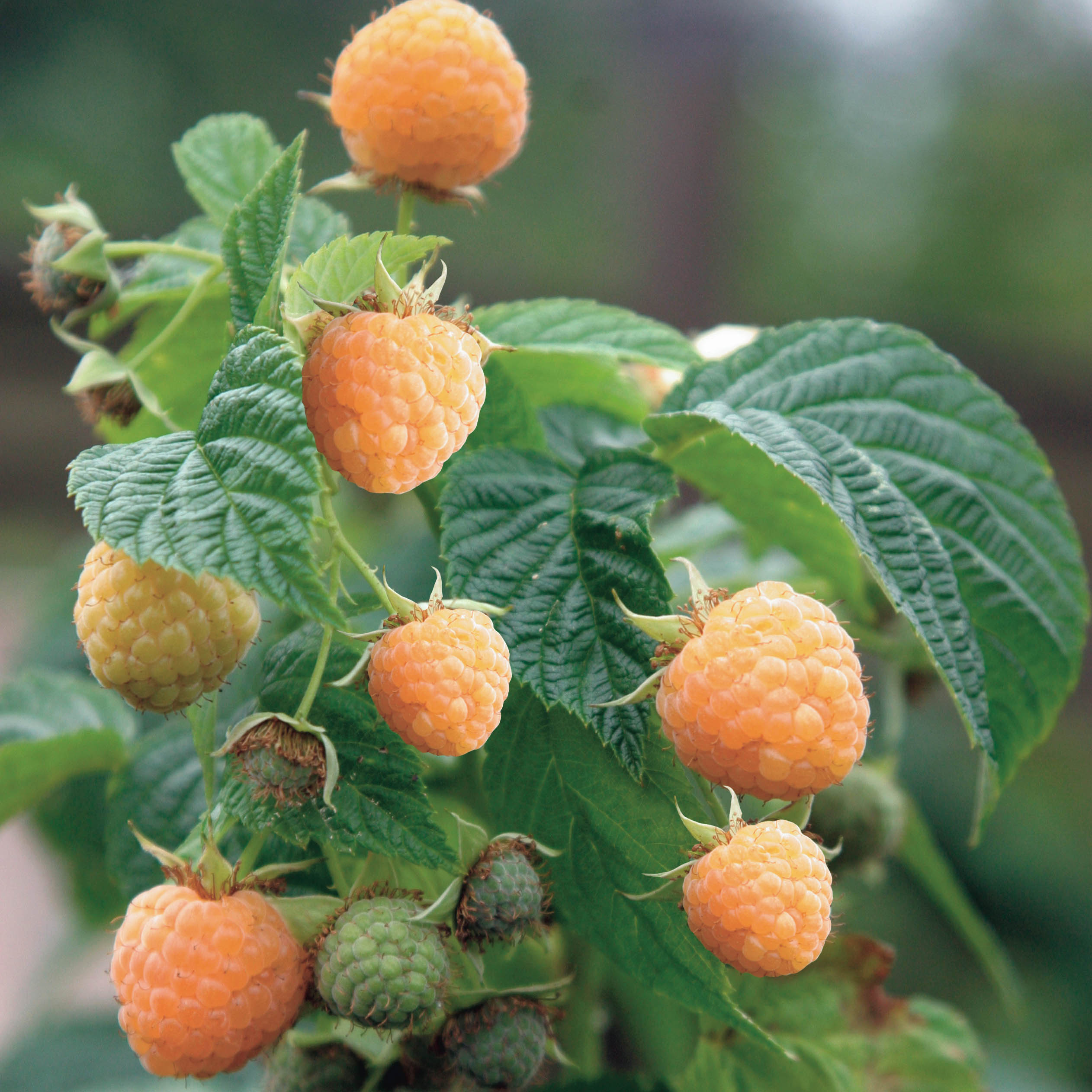 树莓美国黄树莓庭院四季盆栽果树结果当年种植果树