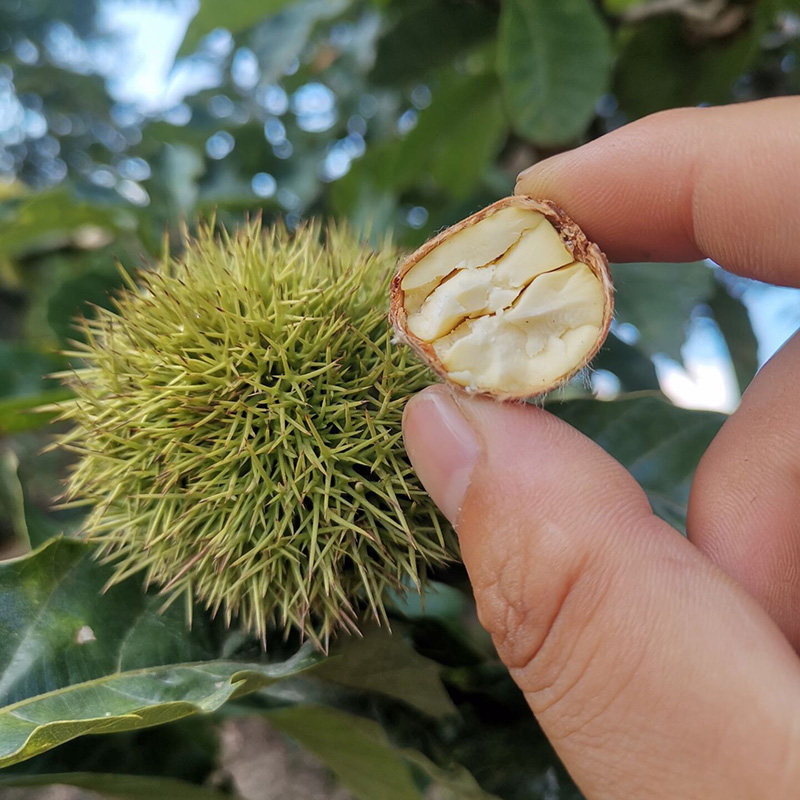 贵州农家肾果应季新鲜板栗晚熟野生大中小颗粒新鲜板栗