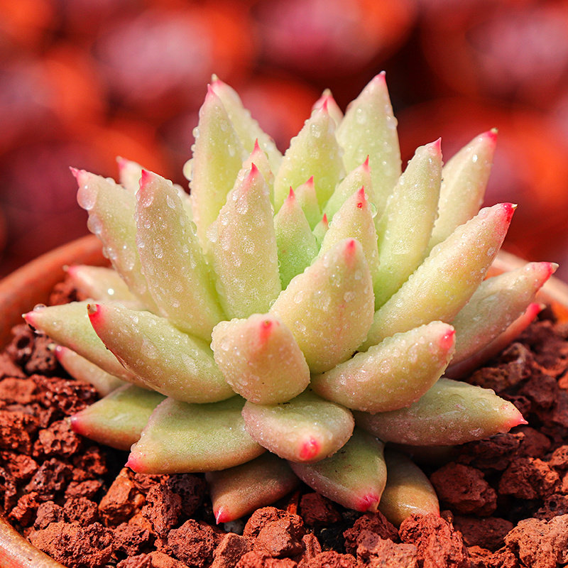 流星多肉植物办公室组合盆栽花卉绿植防辐射净化空气多肉植物