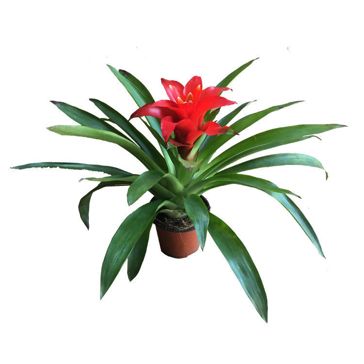 鸿红当头绿植盆栽客厅观花卉招财植物花卉