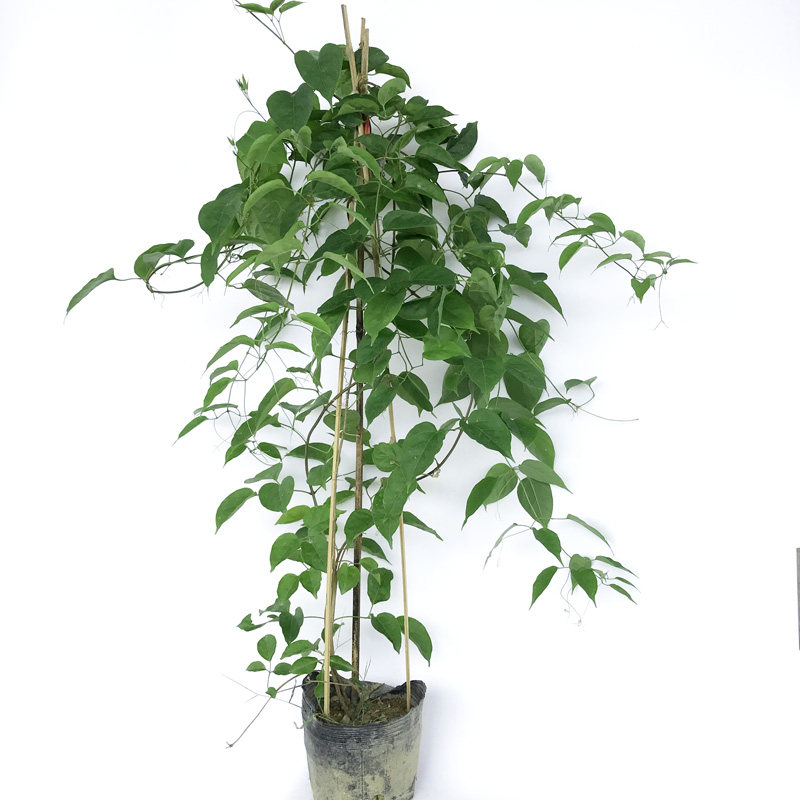 炮仗花苗 蒜香藤花苗带花 凌霄花苗 爬藤植物 攀爬植物 当年开花_双氙