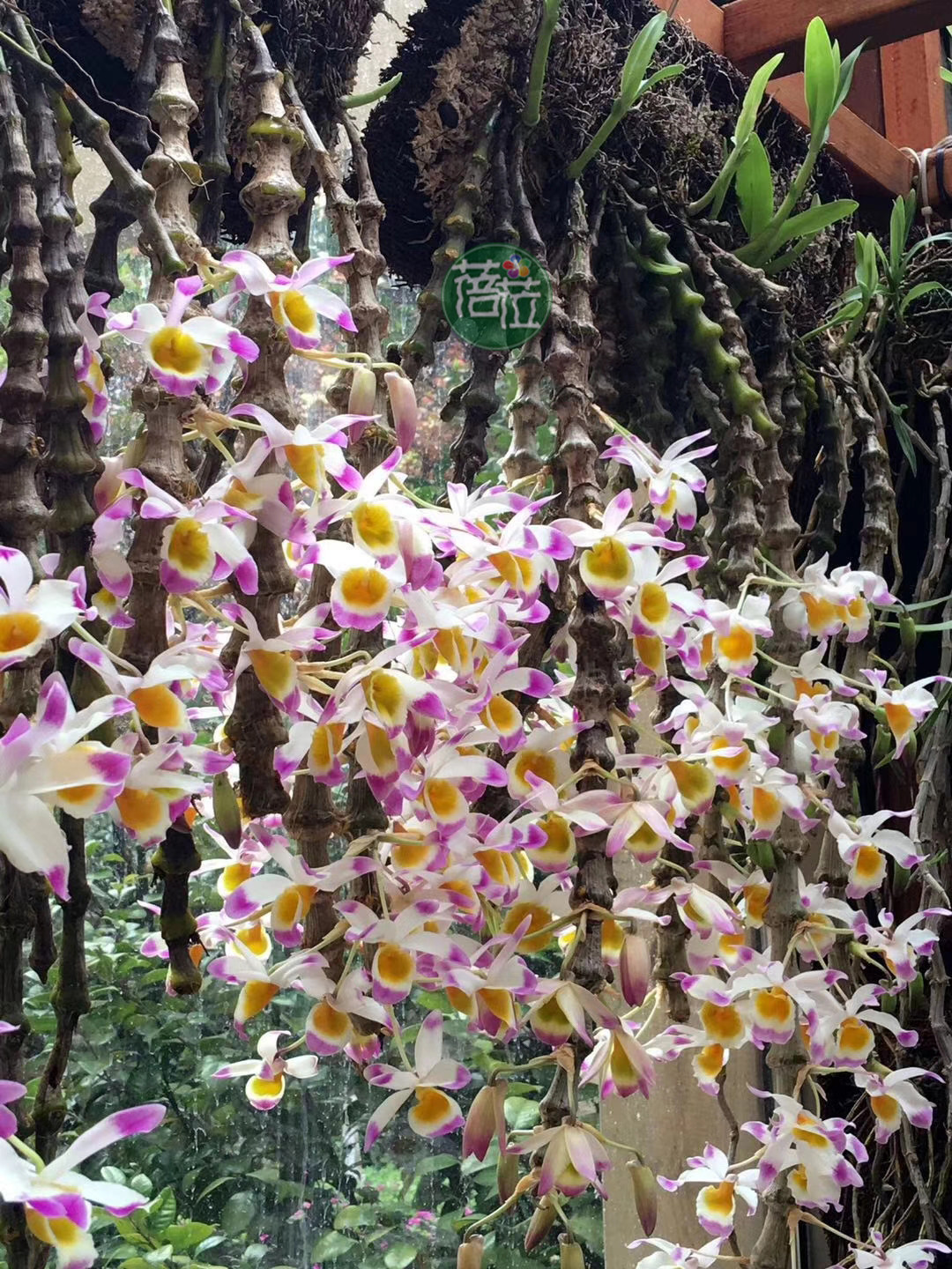 肿节石斛 光节石斛 珠节附生兰吊兰花盆栽盆景花卉洋兰花绿植包邮