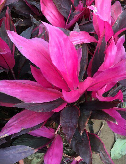 红叶朱焦苗红铁红竹紫叶富贵竹水培庭院花卉植物绿植