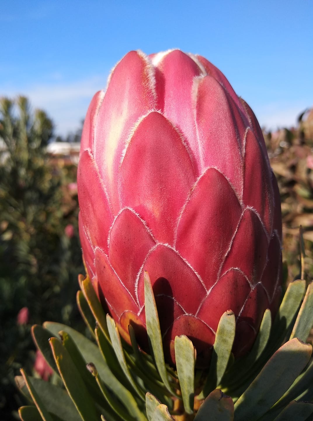 南非帝王花盆盆栽花苗菩提提花海神花多品种花卉