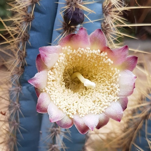 蓝色仙人柱蓝衣柱有根越晒越蓝庭院露养仙人掌包邮