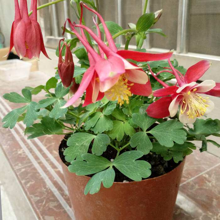 耧斗花苗盆栽带花 四季开花阳台多年生花卉植物耧斗菜花花期长.