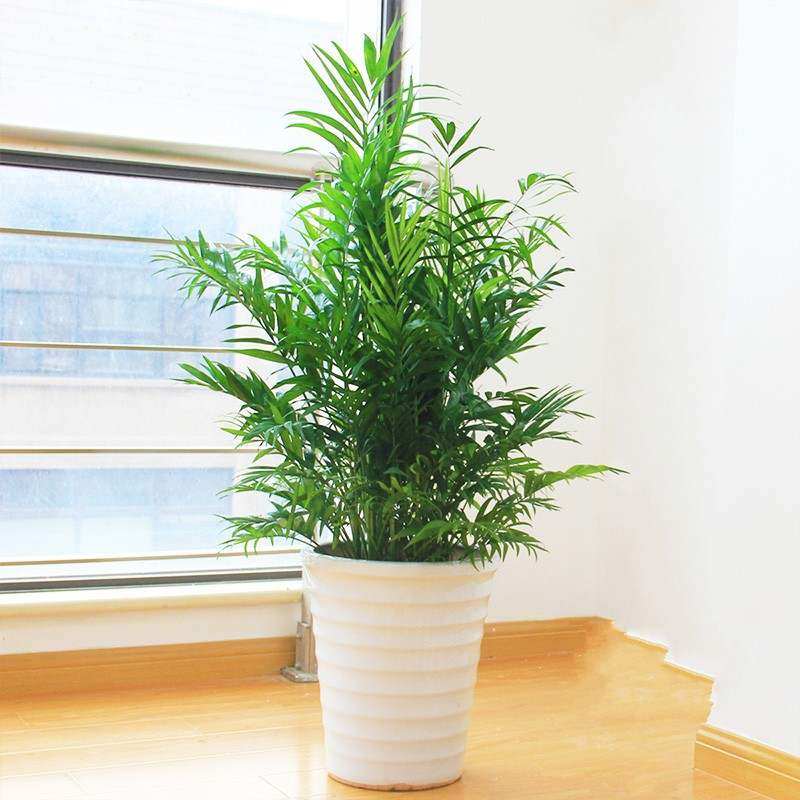 【绿植】竹 散尾葵 散尾竹 室内大型绿植盆栽 吸甲醛90