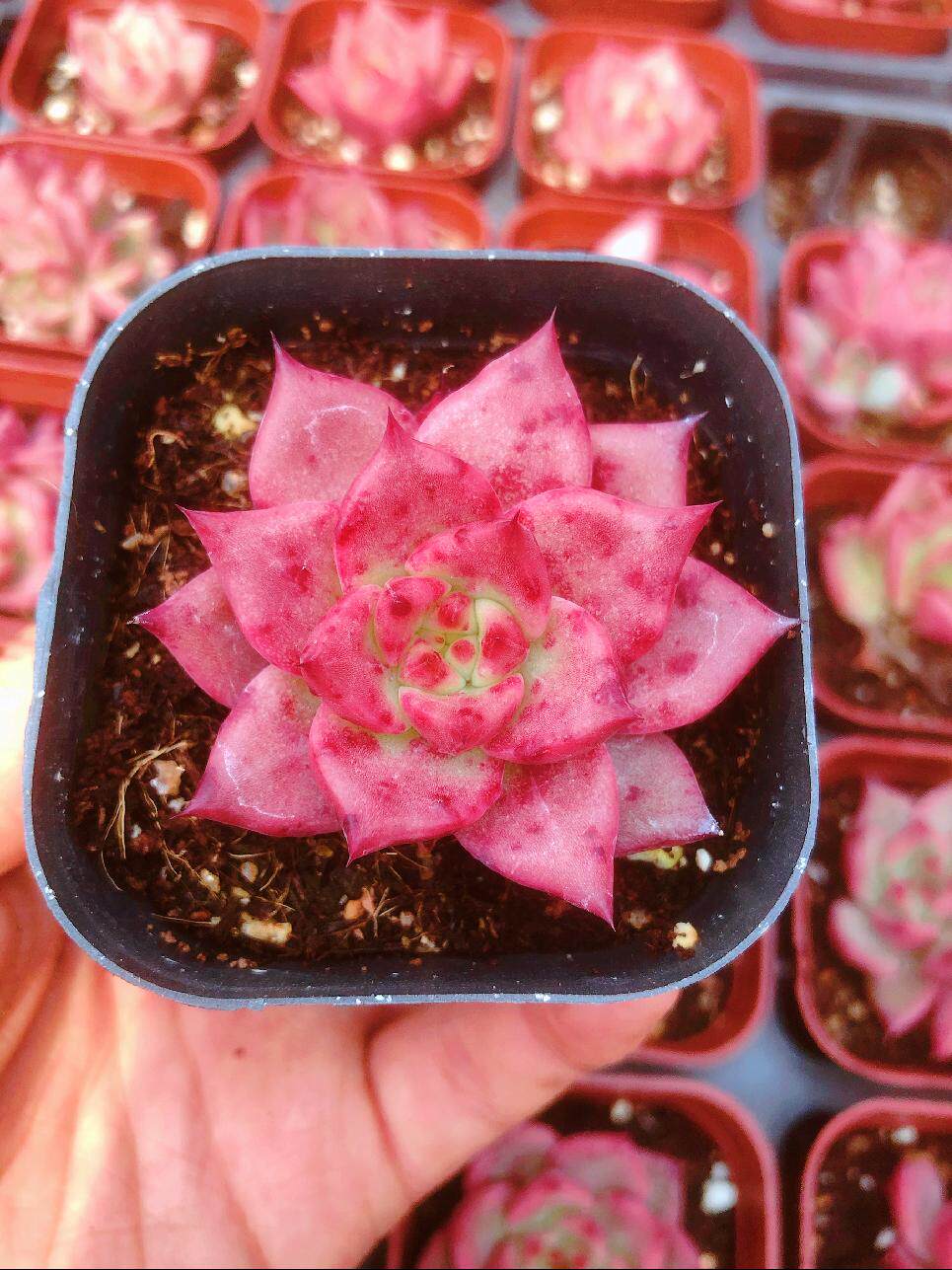 红颜蜜语多肉植物绿植盆栽肉肉组合东云系萌多肉植物