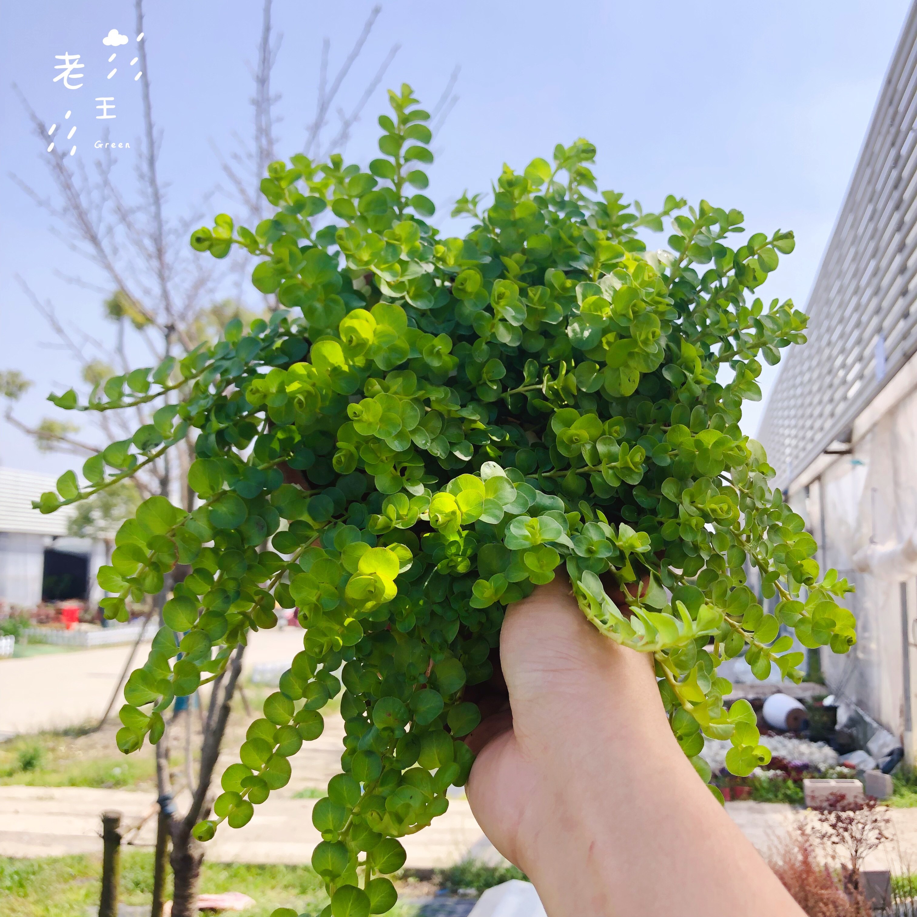 植物黄金苗包地被常青四季挺水沼泽垂钓黄垂钓绿植