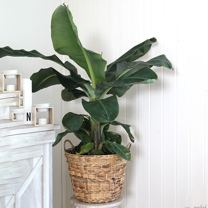 花岛ins网红植物香蕉树盆栽 矮化香蕉盆栽 室内大叶植物 耐热