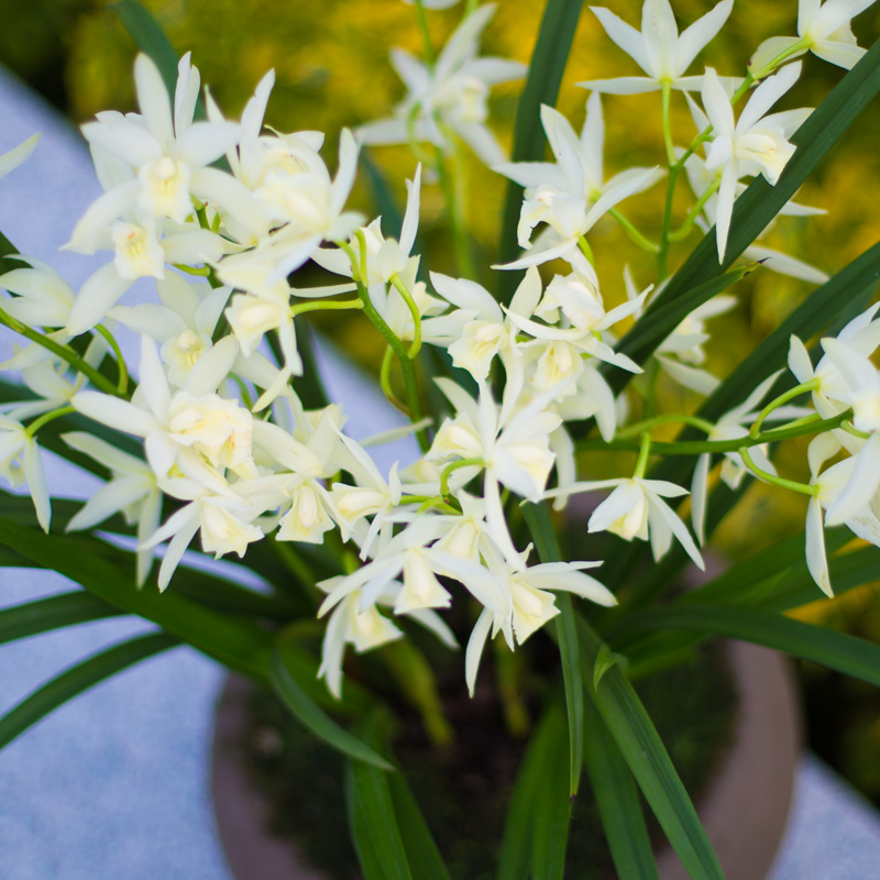 大众国兰草白雪公主建兰四季兰花苗名贵浓香型花卉植物盆栽冬季带