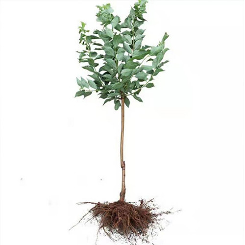 新品一点红美人醉李子苗嫁接脱毒苗自花授粉抗寒抗旱种植果树果苗