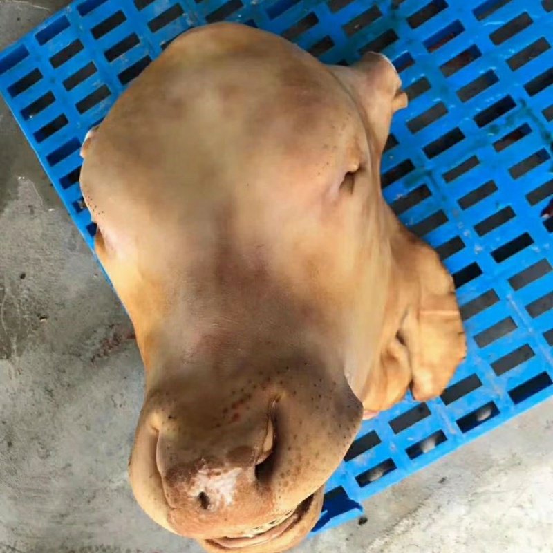 生牛头新鲜生整个整只牛头宴专用40到50斤左右去毛不带牛舌包邮