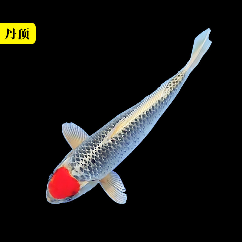 锦鲤活鱼龙凤长尾红白三色黄金乌金白金火鲤鱼