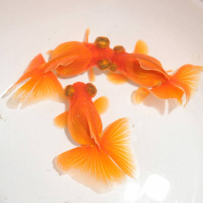 精品兰寿蝶尾金鱼冷水鱼观赏鱼红蝶尾泰狮精品活体鹤顶红鱼包活