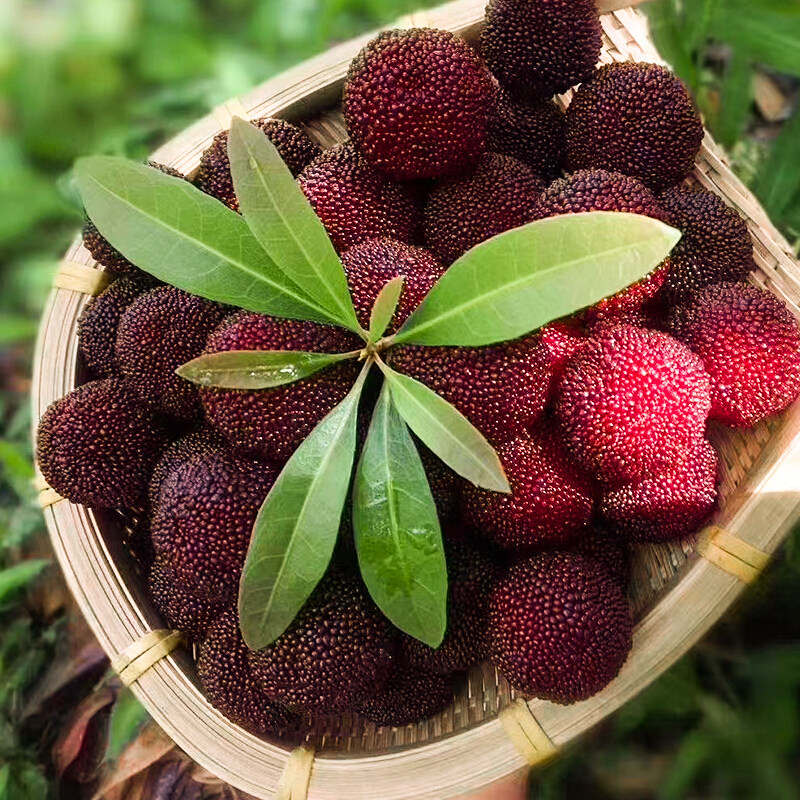 慈溪冷藏现发现摘水果带箱仙居东魁送礼6斤杨梅