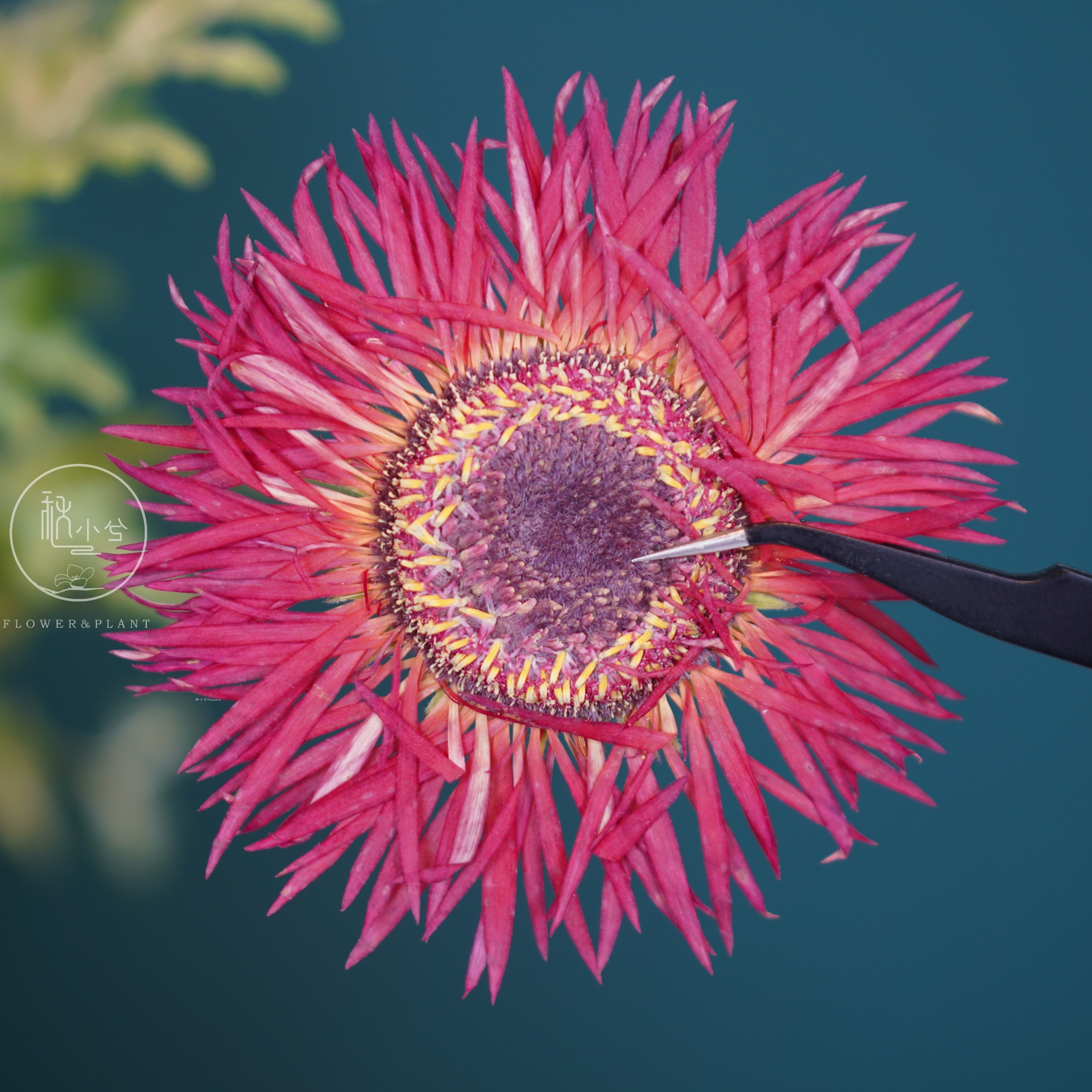 云南非洲菊干花永生花押diy手工花植画干花