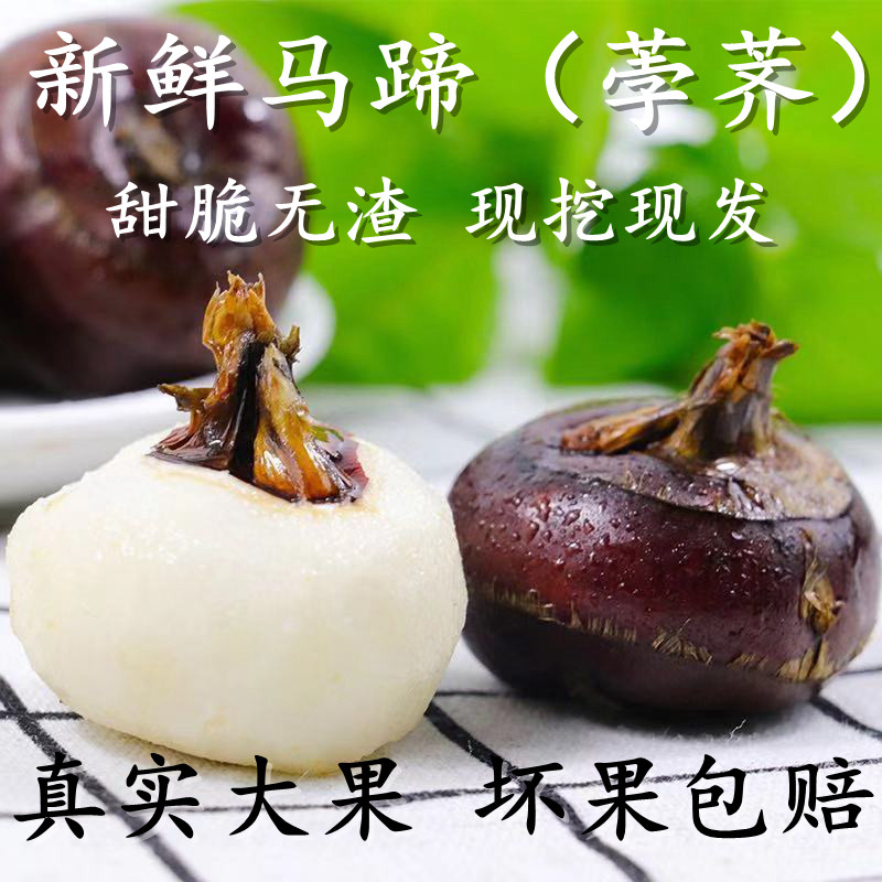 新鲜现挖马蹄荸荠大果包邮地梨即食农家特产有机水果蔬菜359斤