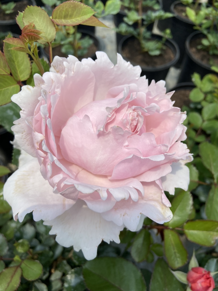 罗莎新品索菲苏菲粉色浓香大花四季开花月季花卉