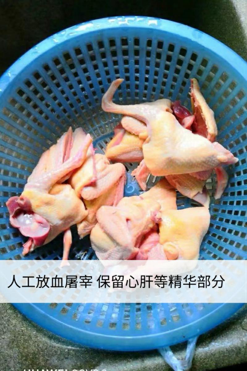 鸽子崇明乳鸽鸽肉新鲜非老散养肉现杀嫩肉鸽乳鸽