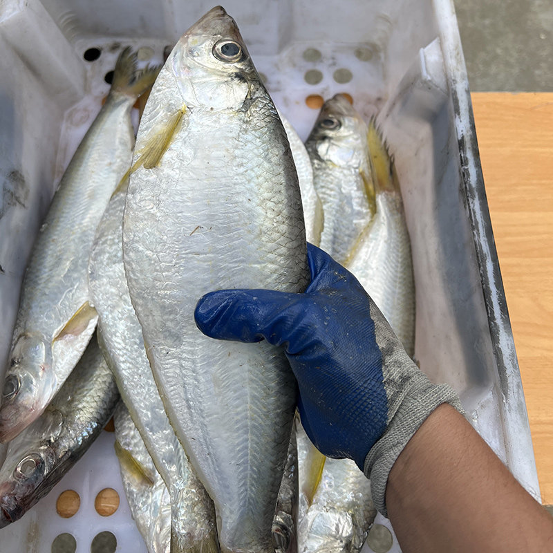 嘞鱼鳓鱼力鱼白嘞鱼鲜白新鲜东海舟山桐照1斤其它