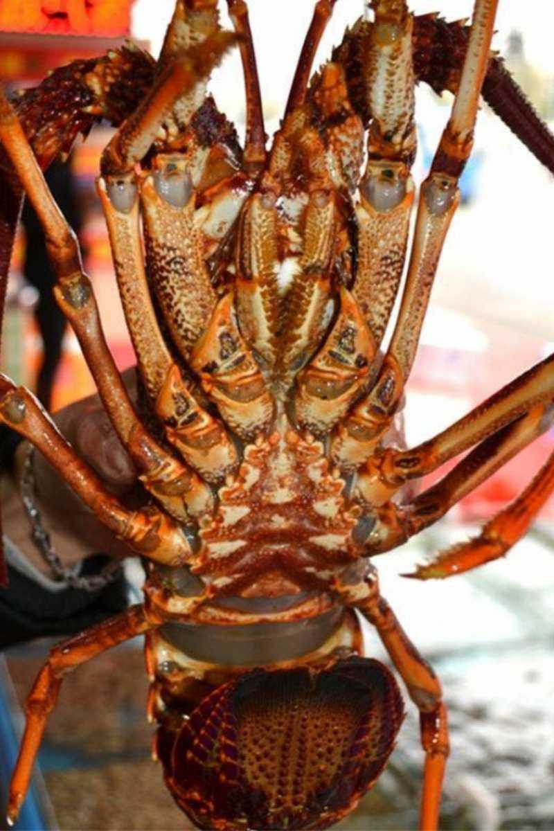 (只卖高品质海鲜)正宗鲜活澳洲澳大利亚特超大龙虾10斤海鲜水产