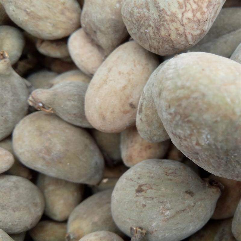 四川野生五倍子中药材特级肚倍打粉留言默认整个其他药食同源食品