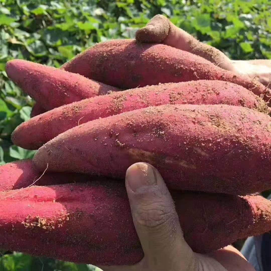 现挖沙地红心蜜薯新鲜红薯农家番薯板栗薯果番薯