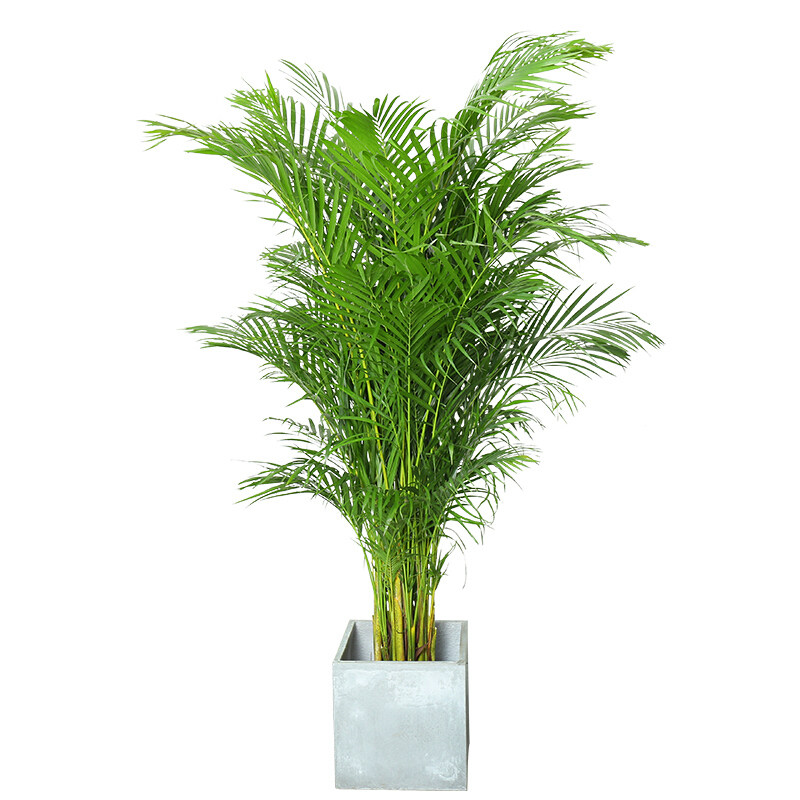 盆栽散尾凤尾办公办公室室内客厅大型绿植植物绿植