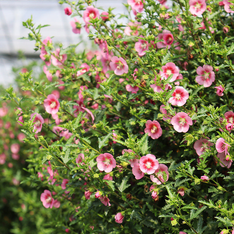 盆栽花苗小木槿多年生灌木阳台观花绿植多季花卉