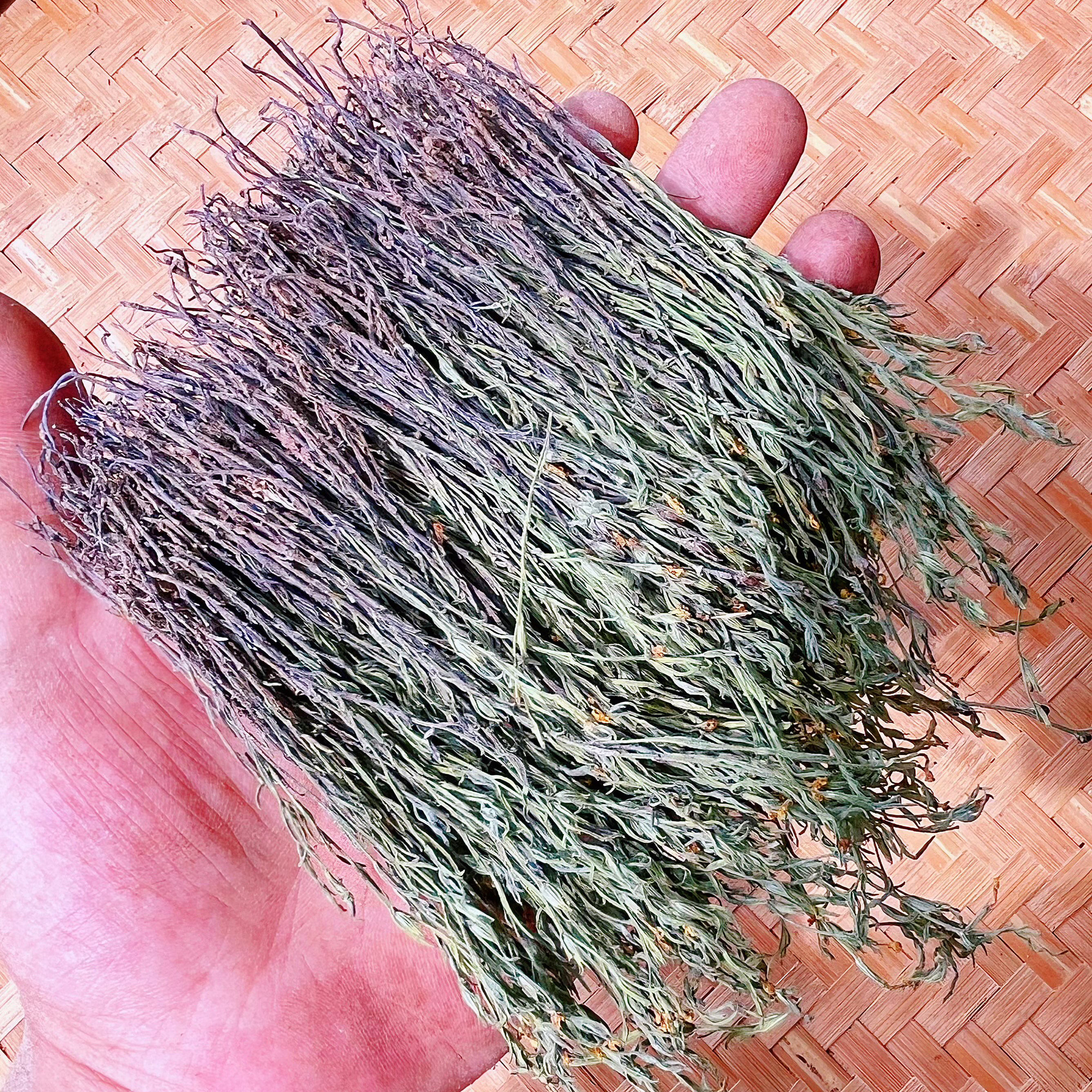 广东野生药材独脚金疳积草黄花草儿童消积健胃其他药食同源食品