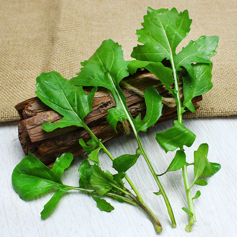 新鲜臭菜东北包邮500g农家自种蔬菜酱菜叶菜类