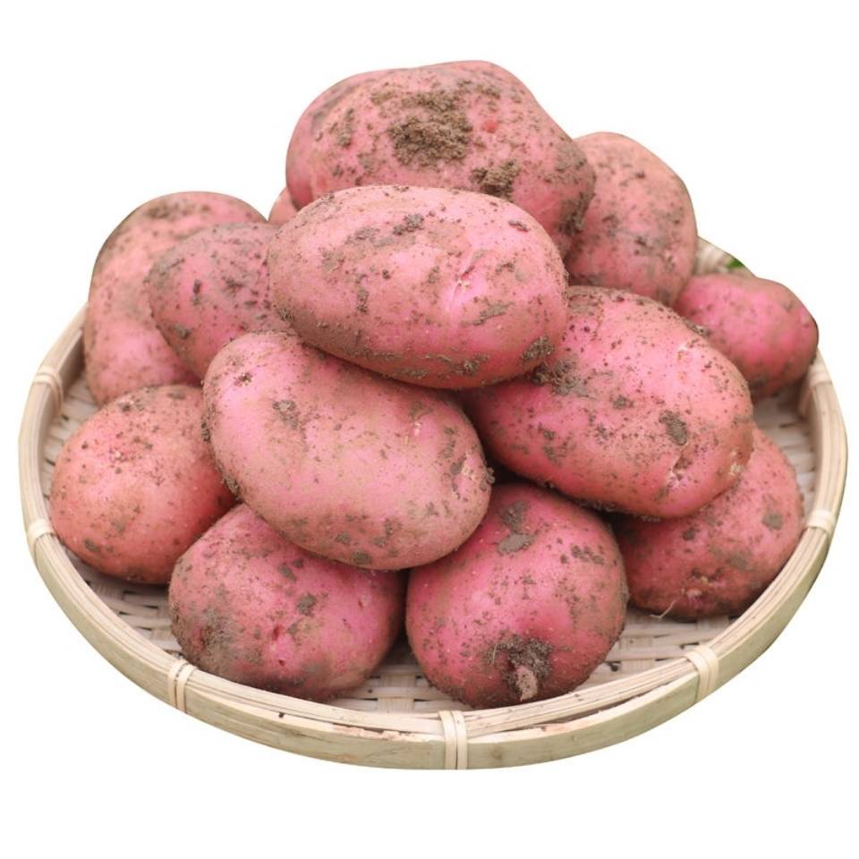 现挖云南红皮小土豆9斤新鲜土豆蔬菜马铃薯农家土豆