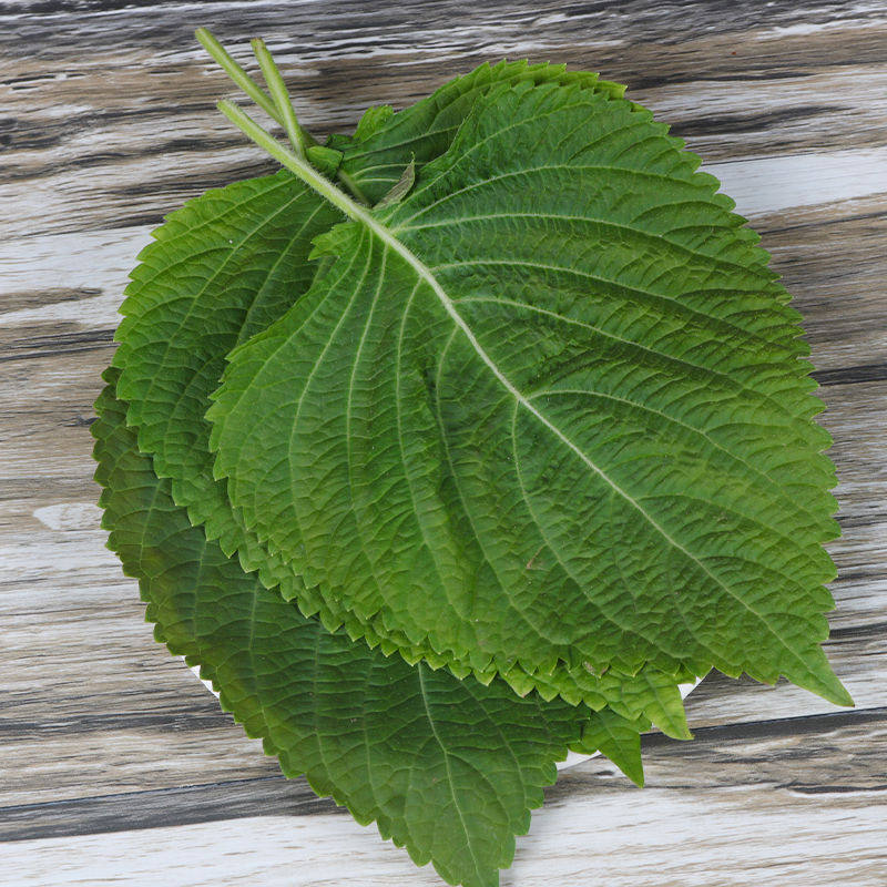 菜叶东北韩国紫苏蔬菜绿色烤肉包邮苏子叶包饭其它