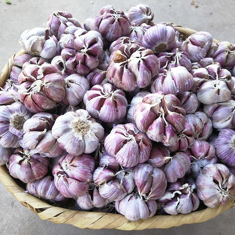 云南紫皮大蒜带箱5斤新蒜头蒜头19年新鲜农家大蒜