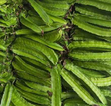 海南热带蔬菜新鲜四角龙角豆四棱净重2斤包邮新鲜豆类