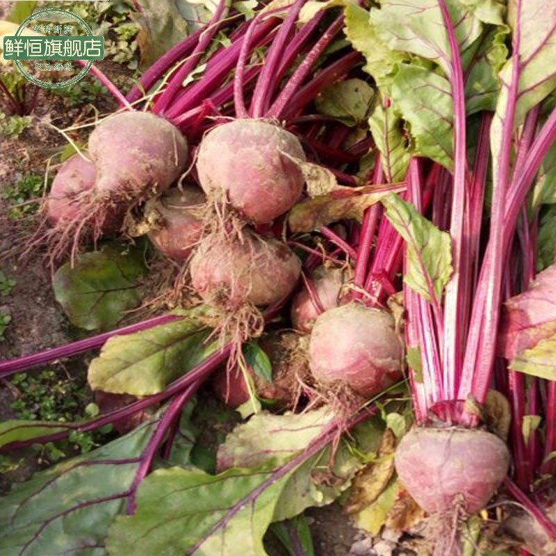 甜菜农家蔬菜红根菜头菜根新鲜包邮5斤现挖其它