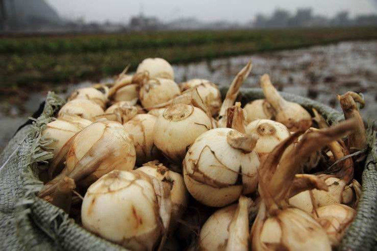 带箱5斤苏北新鲜大茨菇农家新鲜蔬菜