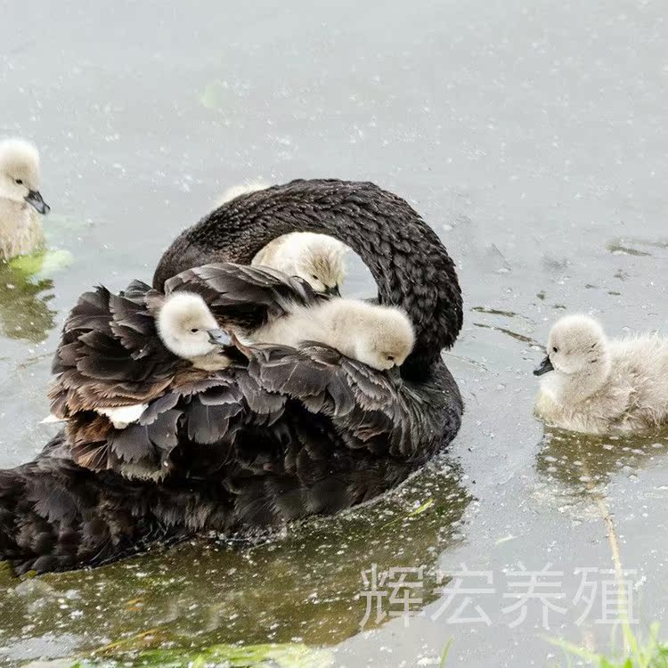 景区观赏黑天鹅活苗一对活物活的展览成年黑天鹅幼崽活体纯种鹅蛋