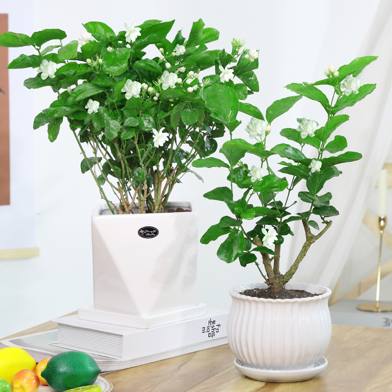 茉莉花盆栽室内花苞绿植四季开花持久浓香老桩绿植