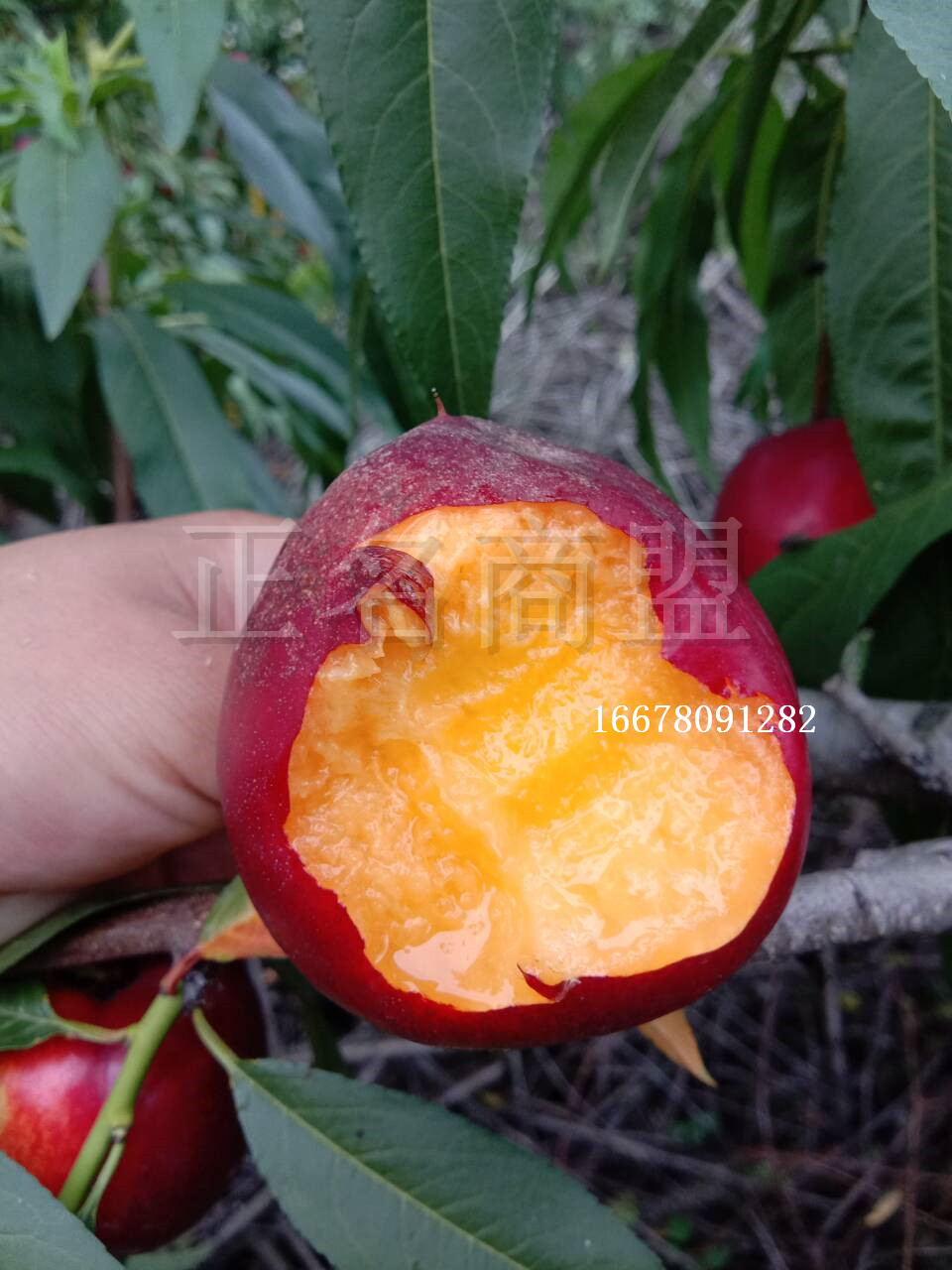 油桃新品种世纪之星油桃树苗 特大果油桃苗单果390克