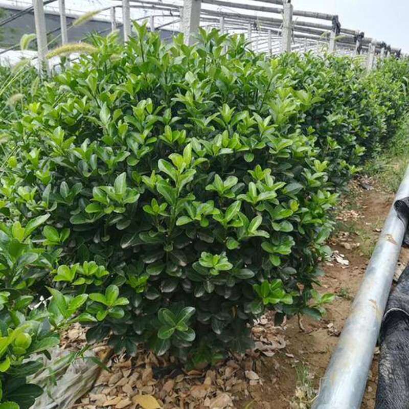 冬青大叶黄杨盆栽四季常青室外耐寒绿色植物小区绿植